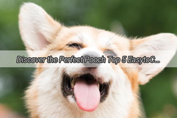 Discover the Perfect Pooch Top 5 EasytoCarefor Dog Breeds from Xinjiang